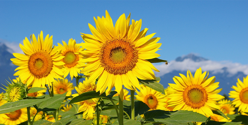 Подсолнечники