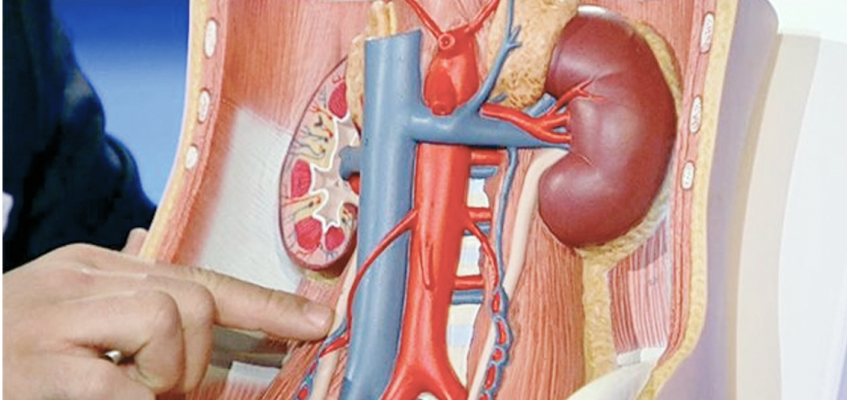 киста почки симптомы