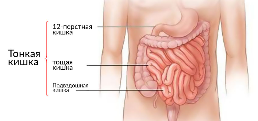 Строение живота