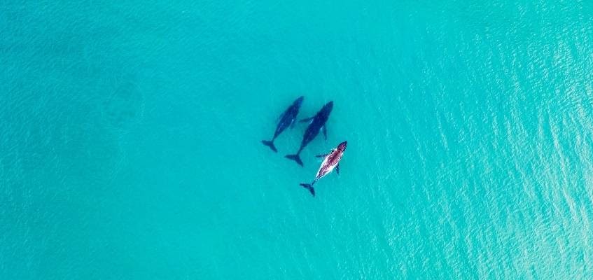 Три кита в море