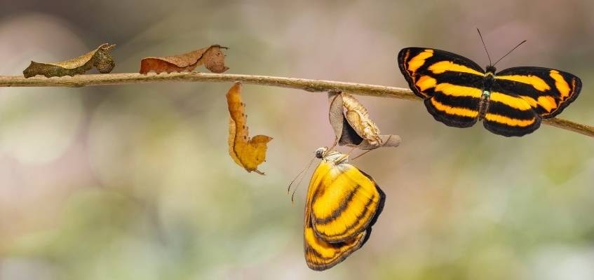 Кокон и бабочка