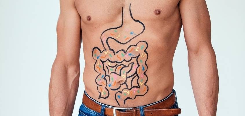 Строение кишечника