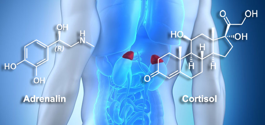 Строение внутренних органов
