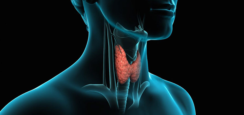 Щитовидная железа