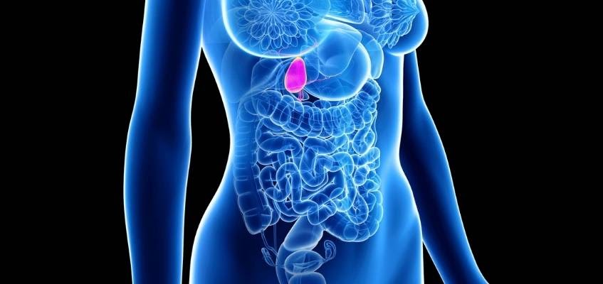 Расположение желчного пузыря в теле