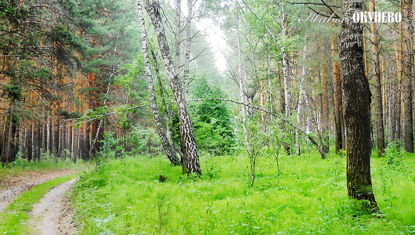 Дорога в лесу