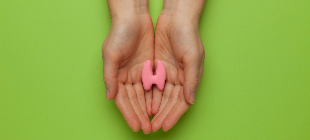 Внешний вид щитовидной железы