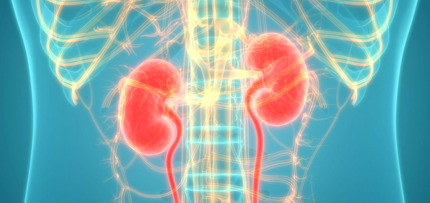 опущение почки у женщин