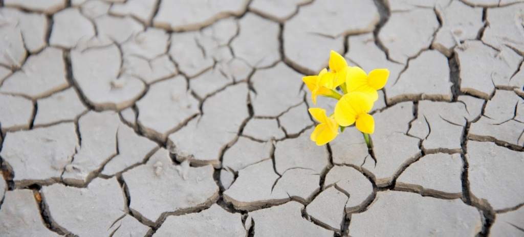 Цветок в пустыни
