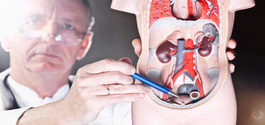 урология это