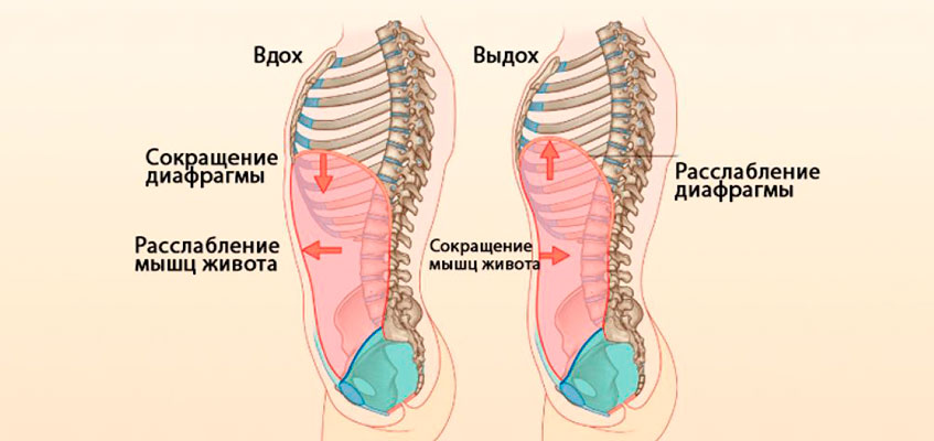 Схематичное изображение брюшного дыхания