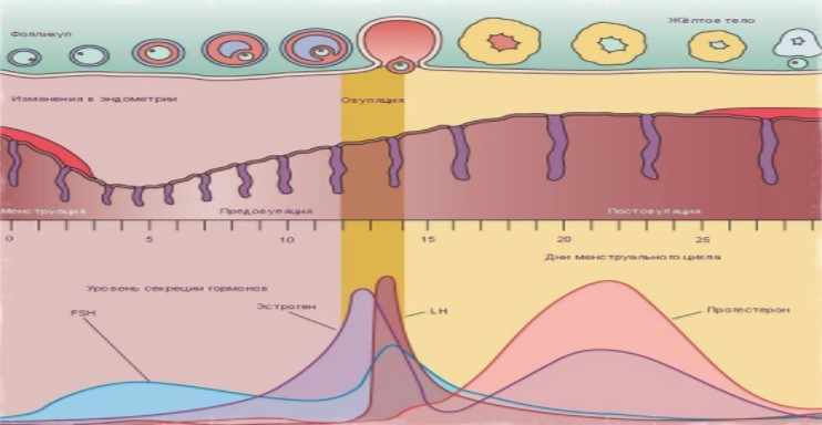 Цикличность
