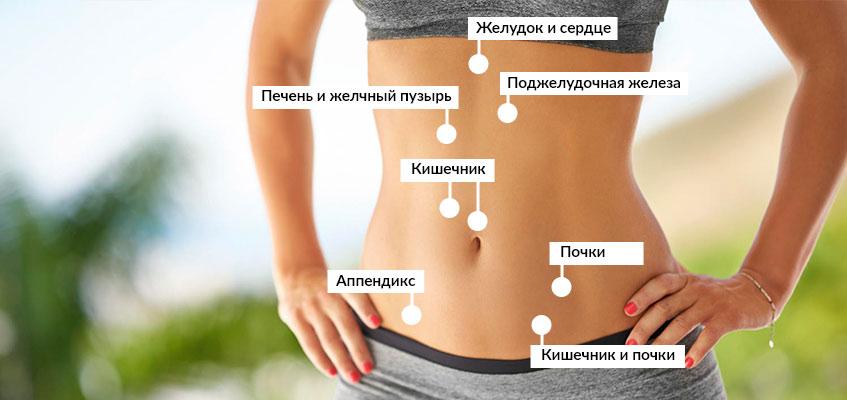 Расположение внутренних органов