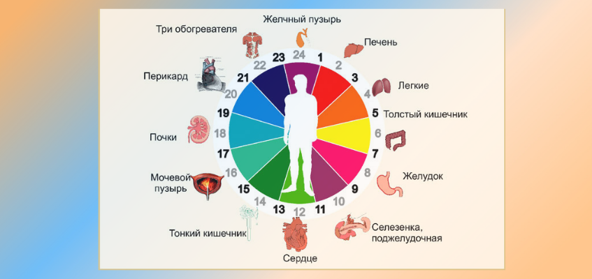 Активность меридианов по часам