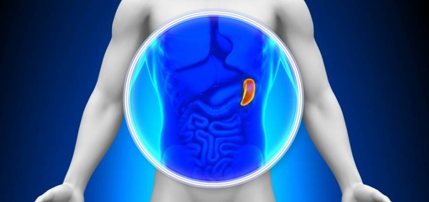 Расположение селезенки в теле