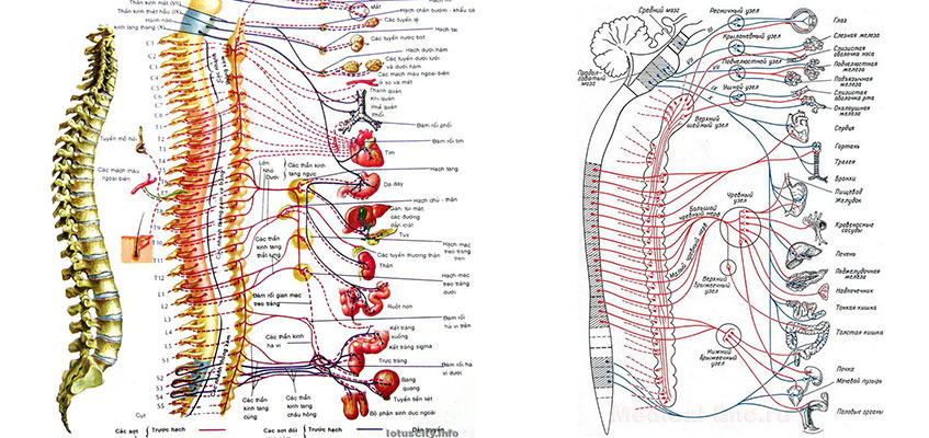 Строение внутренних органов