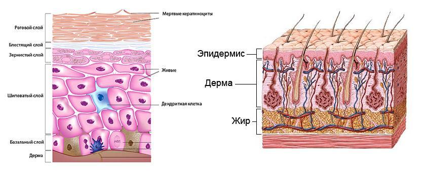 Строение кожи